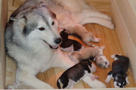Mamma Siberian Huskycon cuccioli