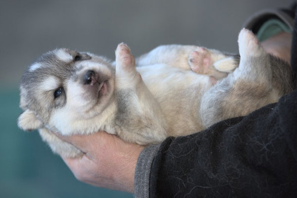Cucciolo Siberian Husky