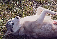 La furbizia del Siberian Husky