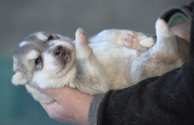 Uno dei cuccioli di Siberian Husky maschi