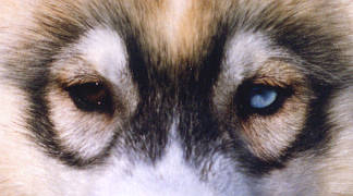 Siberian Husky - eterocromia dell'iride