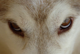 Occhi di Siberian Husky