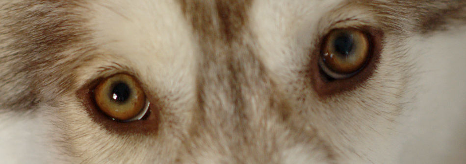 Gli occhi ambra di un Siberian Husky